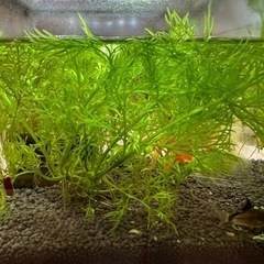 金魚の水草