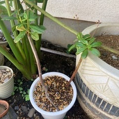 タリナム　パニクラツム　　塊根植物