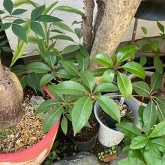 ツピタンサス　直接お渡し　or  配送　青森　秋田　岩手 ツピタンサス 直接お渡し or 配送 青森 秋田 岩手