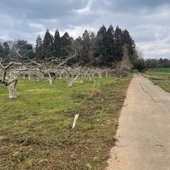大きな木の伐採、処分 − 石川県