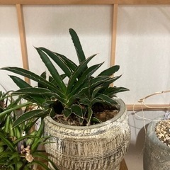 サンセベリア　ピンギュイクラ　鉢付き　観葉植物