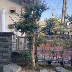 サルスベリの木　百日紅　木　園芸　ガーデニング