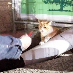 高架下の猫の画像