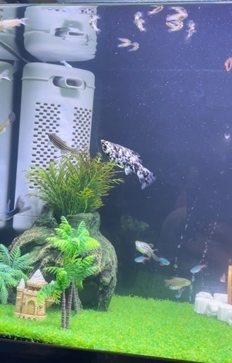 水槽の魚