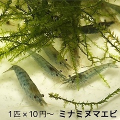 ミナミヌマエビ10円×数　1匹からOK 水草付き