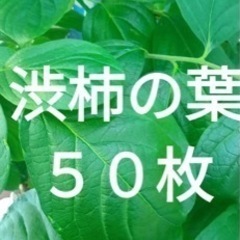 無農薬　渋柿の葉　50枚