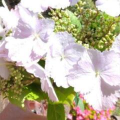 四季咲き高級紫陽花　高級山野草苗