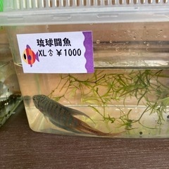 闘魚(うちなーむん)