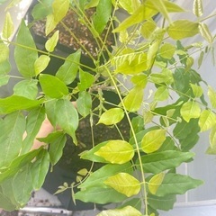 プランター植え 藤 