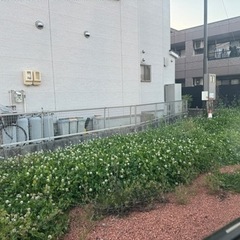 店舗の庭と駐車場の草むしりをしていただける方 − 愛知県