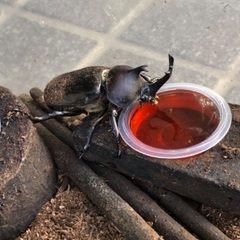 7月にカブトムシの成虫を無料で差し上げます