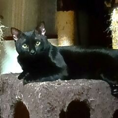 トライアル申込いただきました。奄美大島からきました。きれいな黒猫...