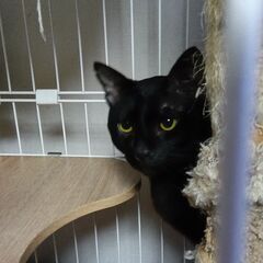 トライアル申込いただきました。奄美大島からきました。きれいな黒猫(^^♪ - 鹿児島市