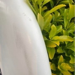 ソフテック　ロケットフィッシュ　ソフトボードスポーツ マリンスポーツ