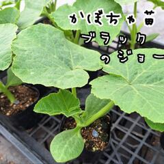 【Farm Ootomo】かぼちゃ苗（品種：ブラックのジョー）