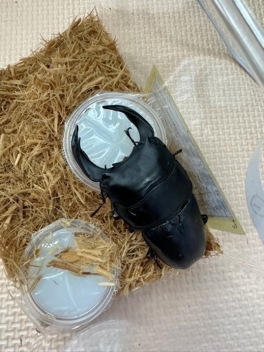 【完売】国産オオクワガタ【能勢SR】本家直仔累代（インライン）