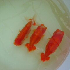 金魚-らんちゅう２歳親魚-３匹