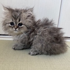 ペルシャ、2ヶ月、雄、子猫、家族募集中 − 東京都