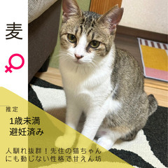 明日‼︎5/19(日)保護猫の譲渡会【太刀洗ドリームセンター】
