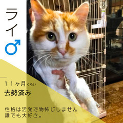 明日‼︎5/19(日)保護猫の譲渡会【太刀洗ドリームセンター】 - 猫