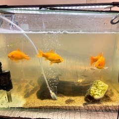 金魚5匹