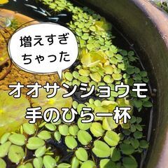 【３名様限定】メダカ　水草　ビオトープで増えたオオサンショウモ　...