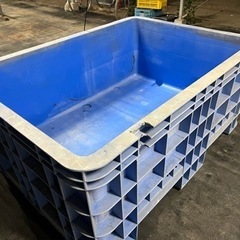 大型タライ メダカ