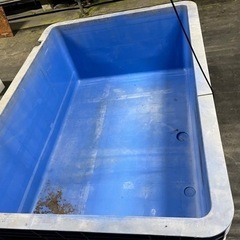 大型タライ　メダカ　