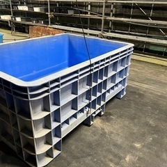 大型タライ　メダカ　