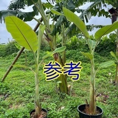 銀バナナ 鉢植え 1株 5000円