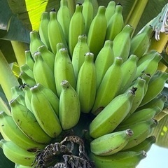 ブラジルバナナ 苗 1株5000円 取引確定後に畑から採取
