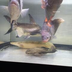 パールンショート50センチぐらい