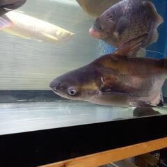 パールンショート50センチぐらい