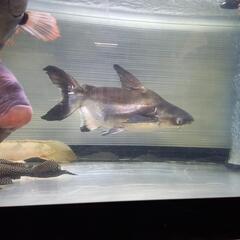 パールンショート50センチぐらい