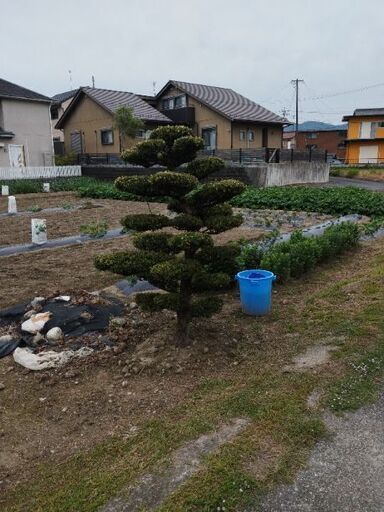 マキの木です!