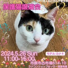 ねこけん🐈️千葉支部保護猫譲渡会開催します！