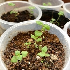 【根津】スペアミントの苗　実生　spearmint seedling