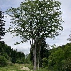 樹齢300年の欅の木の有効利用方法を教えて下さい