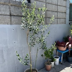 オリーブの木・観葉植物