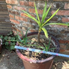 ユッカ、アロエストリアツラの鉢植え植物