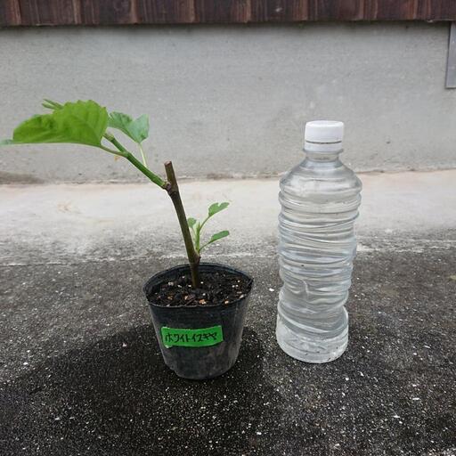 いちじくホワイトイスキヤ
