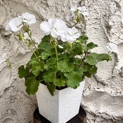 白花 ゼラニウム  ①　鉢植え  ガーデニング　植物 植木