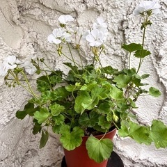 ゼラニウム 白花 ② ガーデニング 植木 植物