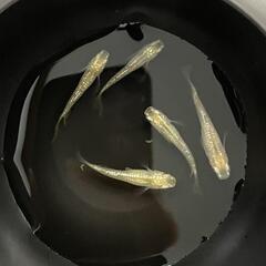 💫白レクリス💫　めだか🐟1ペア＋ａ　計3匹