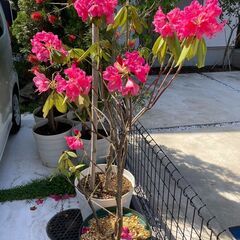 【低木】西洋シャクナゲ・濃いピンク花（樹高1.5m）12号スリッ...