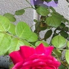 決まりました🌹バラ　薔薇🌹ガーデニング