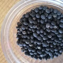 黒豆の種500g  ガーデニング