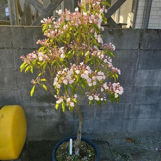 植木、カルミア、ピンク