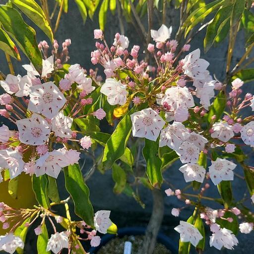 植木、カルミア、ピンク