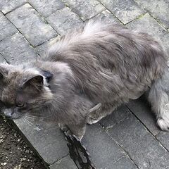 【迷い猫】グレー長毛成猫が庭に来ます - 助け合い